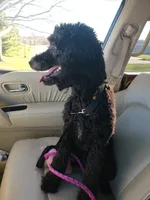 Lucy, a female Poodle - Standard  for sale in Dover, OH – Photo 4 of 5