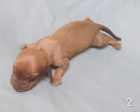 Roscoe, a male Miniature Dachshund for sale in Dover, OH – 2 of 3