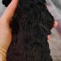 Emma, a female Poodle - Standard  for sale in Dover, OH – Photo 5 of 5