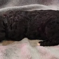 Emma, a female Poodle - Standard  for sale in Dover, OH – Photo 2 of 5