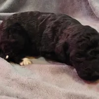 Emma, a female Poodle - Standard  for sale in Dover, OH – Photo 1 of 5