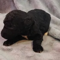 Emma, a female Poodle - Standard  for sale in Dover, OH – Photo 3 of 5