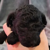 Emma, a female Poodle - Standard  for sale in Dover, OH – Photo 4 of 5