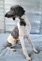 Stillwagons Maverick, a male Poodle - Multi-Colored Standard for sale in Dover, OH – 4 of 7