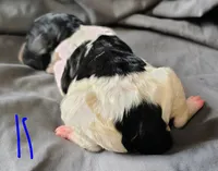 Jasper, a male Poodle - Multi-Colored Standard for sale in Dover, OH – Photo 2 of 6