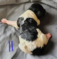 Jasper, a male Poodle - Multi-Colored Standard for sale in Dover, OH – Photo 6 of 6