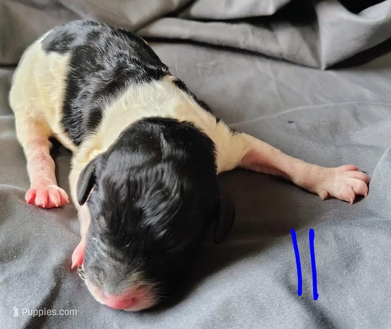 Jasper – Poodle - Multi-Colored Standard puppy for sale in Dover, OH