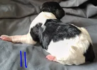 Jasper, a male Poodle - Multi-Colored Standard for sale in Dover, OH – Photo 5 of 6