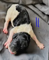 Jasper, a male Poodle - Multi-Colored Standard for sale in Dover, OH – Photo 4 of 6