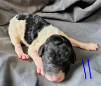 Jasper, a male Poodle - Multi-Colored Standard for sale in Dover, OH – Photo 3 of 6