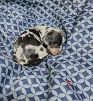 Belvedere , a male Miniature Dachshund for sale in Dover, OH – 4 of 6