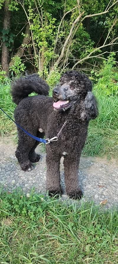 Theodore (Teddy), a male Poodle - Standard  for sale in Dover, OH – 5 of 5