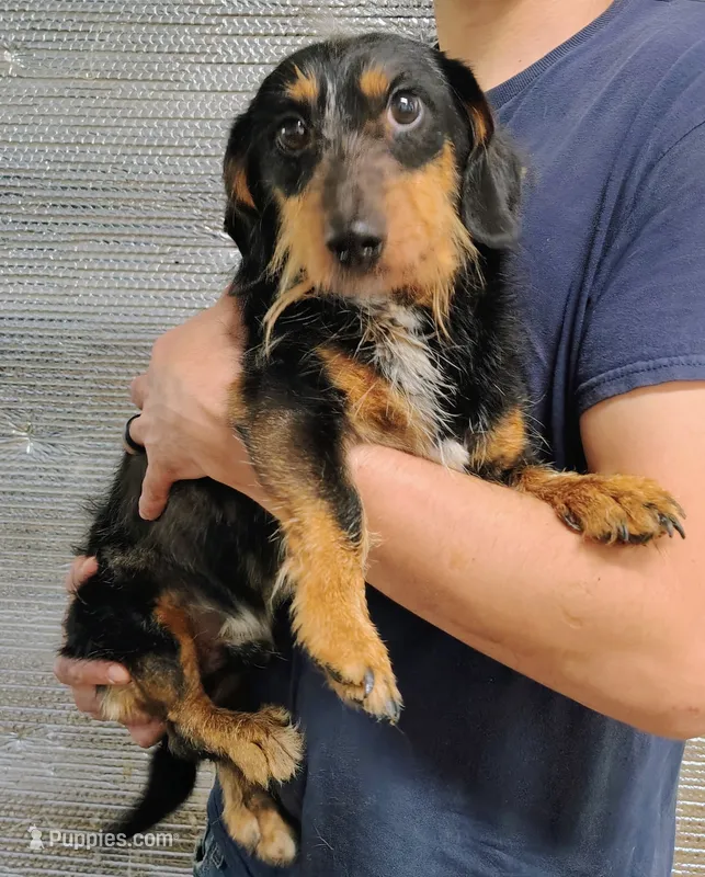 Wilbur – Miniature Dachshund puppy for sale in Dover, OH