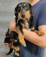 Wilbur, a male Miniature Dachshund for sale in Dover, OH – 1 of 2
