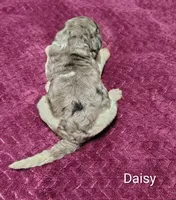 Daisy, a female Poodle - Multi-Colored Standard for sale in Dover, OH – 2 of 4