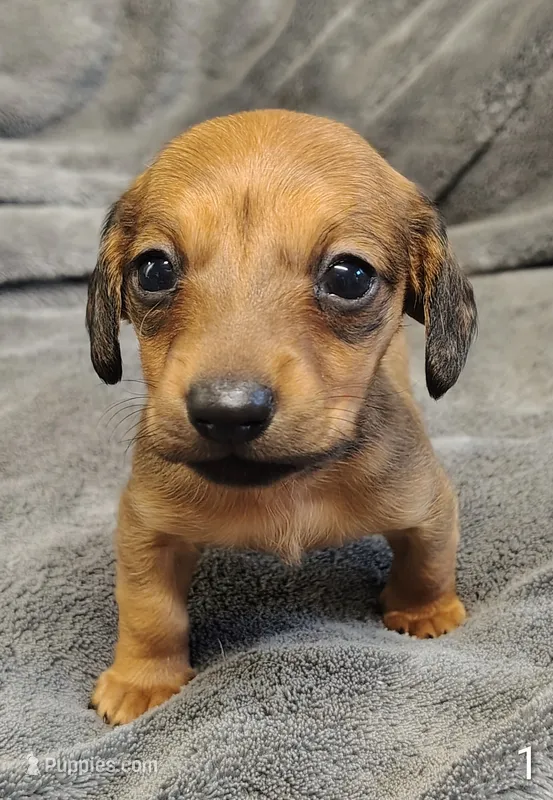 Tiny – Miniature Dachshund puppy for sale in Dover, OH