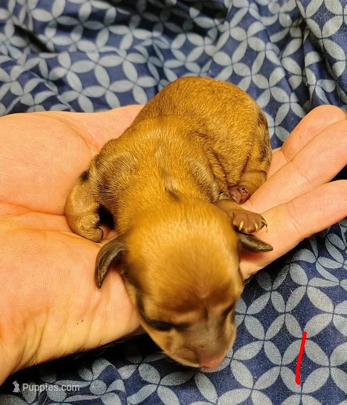 Tiny – Miniature Dachshund puppy for sale in Dover, OH