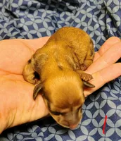 Tiny, a female Miniature Dachshund for sale in Dover, OH – 1 of 3