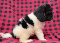 Dixon, a male Poodle - Multi-Colored Standard for sale in Dover, OH – 5 of 7