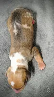 Chip, a male Miniature Dachshund for sale in Dover, OH – 3 of 6