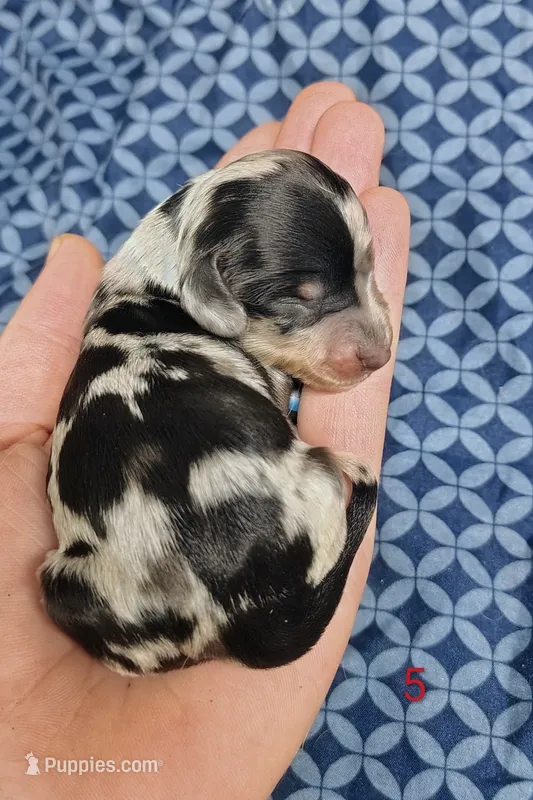 Belvedere  – Miniature Dachshund puppy for sale in Dover, OH