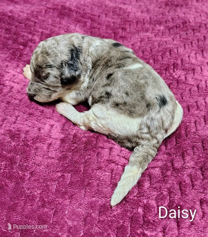 Daisy – Poodle - Multi-Colored Standard puppy for sale in Dover, OH