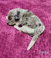 Daisy, a female Poodle - Multi-Colored Standard for sale in Dover, OH – 1 of 4