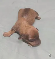Boscoe, a male Miniature Dachshund for sale in Dover, OH – 2 of 3