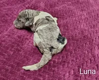 Luna, a female Poodle - Multi-Colored Standard for sale in Dover, OH – 6 of 6