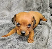 Roscoe, a male Miniature Dachshund for sale in Dover, OH – 2 of 4