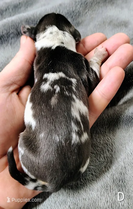 Diamond – Miniature Dachshund puppy for sale in Dover, OH