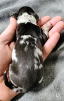 Diamond, a female Miniature Dachshund for sale in Dover, OH – 1 of 4