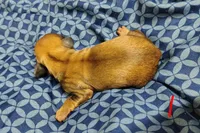 Tiny, a female Miniature Dachshund for sale in Dover, OH – 3 of 3
