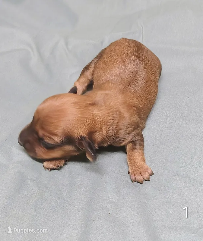 Tiny – Miniature Dachshund puppy for sale in Dover, OH