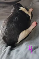 Veronika, a female Poodle - Multi-Colored Standard for sale in Dover, OH – Photo 4 of 5