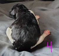 Veronika, a female Poodle - Multi-Colored Standard for sale in Dover, OH – Photo 3 of 5