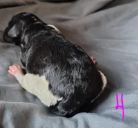 Veronika, a female Poodle - Multi-Colored Standard for sale in Dover, OH – Photo 5 of 5