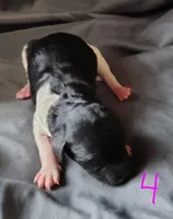 Veronika, a female Poodle - Multi-Colored Standard for sale in Dover, OH – Photo 1 of 5