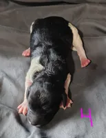 Veronika, a female Poodle - Multi-Colored Standard for sale in Dover, OH – Photo 2 of 5