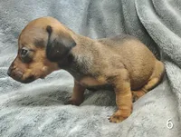 Brittany, a female Miniature Dachshund for sale in Dover, OH – 2 of 5