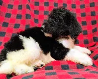 Jackson, a male Poodle - Multi-Colored Standard for sale in Dover, OH – 3 of 5