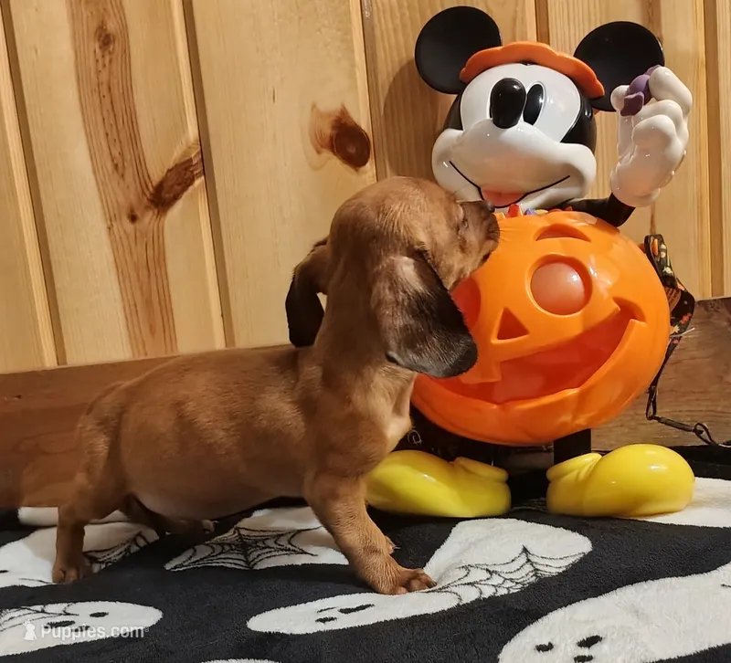 Roscoe – Miniature Dachshund puppy for sale in Dover, OH