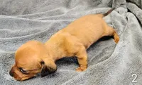 Roscoe, a male Miniature Dachshund for sale in Dover, OH – 4 of 4