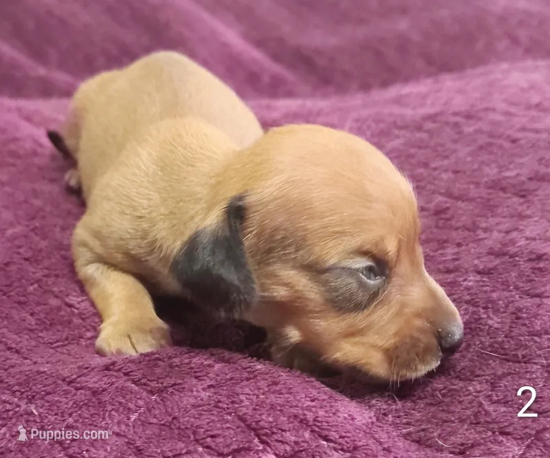 Roscoe – Miniature Dachshund puppy for sale in Dover, OH