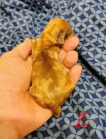 Redd, a male Miniature Dachshund for sale in Dover, OH – 4 of 5