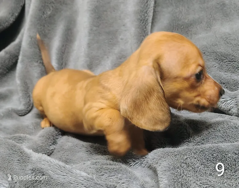 Redd – Miniature Dachshund puppy for sale in Dover, OH