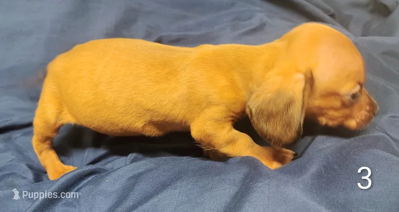 Roscoe – Miniature Dachshund puppy for sale in Dover, OH