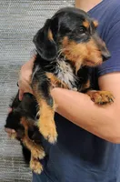 Wilbur, a male Miniature Dachshund for sale in Dover, OH – 2 of 2