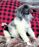 Luna, a female Poodle - Multi-Colored Standard for sale in Dover, OH – 5 of 5