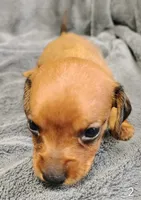 Roscoe, a male Miniature Dachshund for sale in Dover, OH – 3 of 4